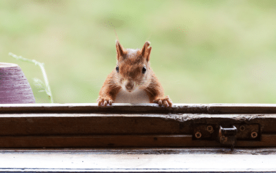 Keep Pests Out of Your Home, Secure Your HVAC System