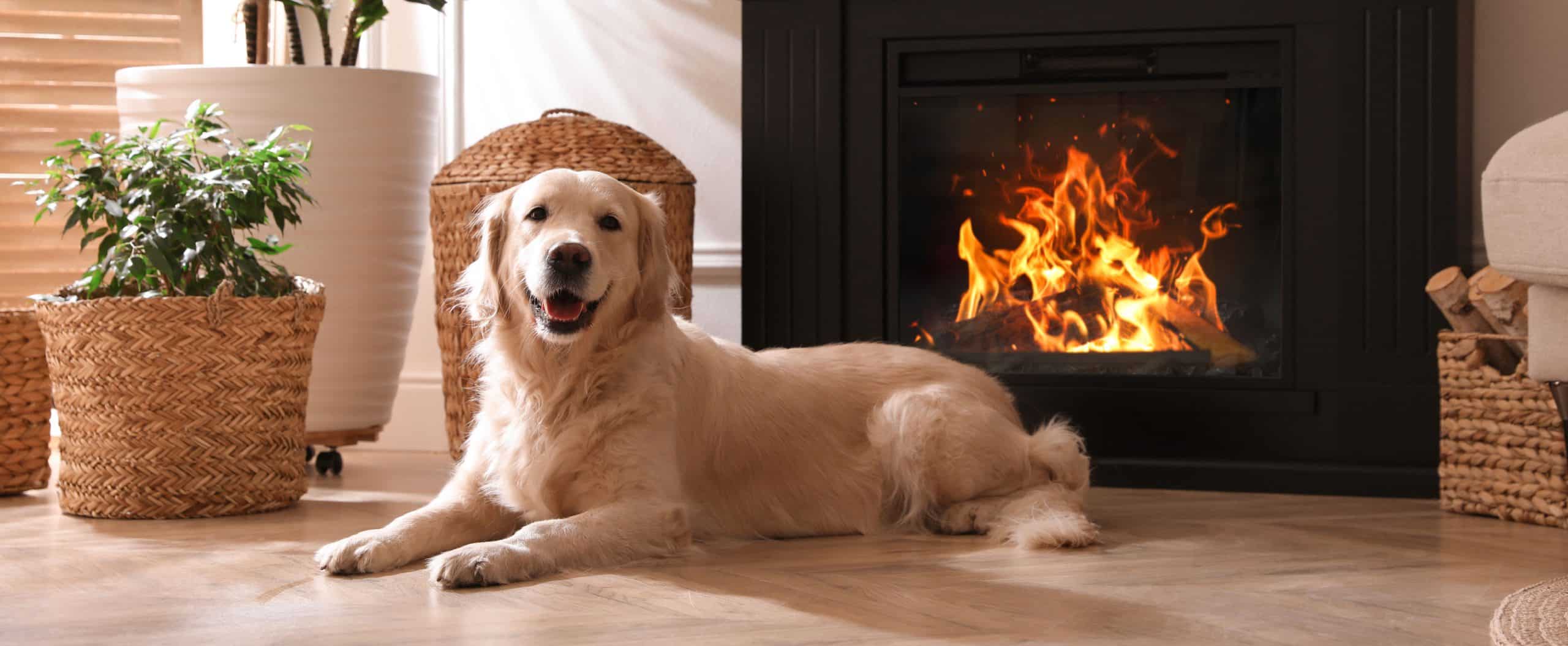 dog in front of new fireplace